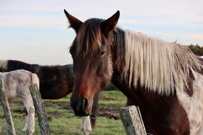 Horse standing in ranch