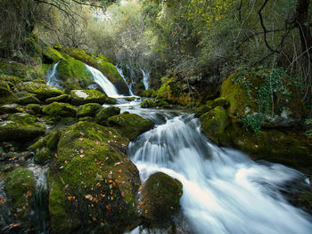 Scenic view of waterfall in forest