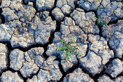 Plants survive on dry land . earth cracks after drought weather