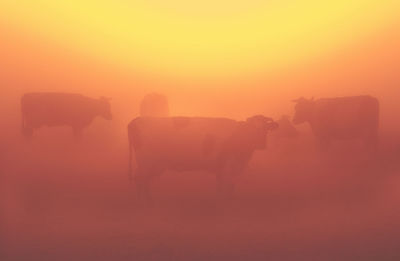 Cows standing on landscape against sunset sky