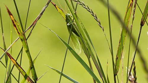 Close-up of insect in field