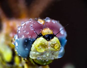 Close-up of insect on flower