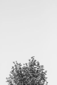 Low angle view of tree against clear sky