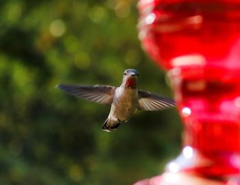 Bird flying