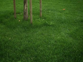 Trees on grassy field
