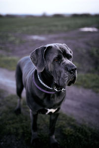 Close-up of dog on field