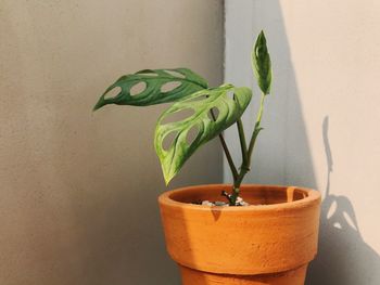 A healthy growing monstera andansoni