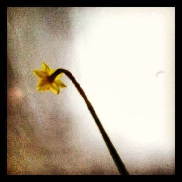 transfer print, auto post production filter, yellow, flower, wall - building feature, indoors, copy space, close-up, vignette, studio shot, stem, wall, fragility, one animal, no people, nature, day, white color, plant, shadow