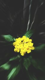 Close-up of yellow flowers blooming outdoors