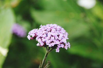 Close-up of pink flower blooming in garden