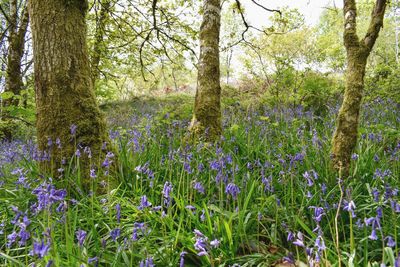 Purple flowering plants on field