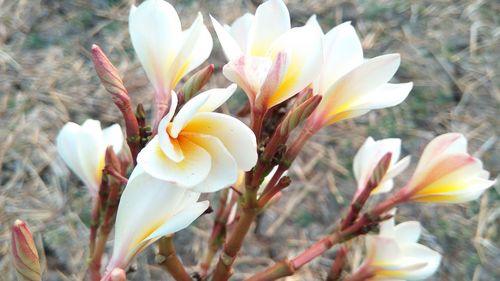 Close-up of white flowers blooming outdoors