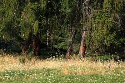Trees and plants in forest