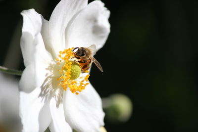 Close-up of bee pollinating on flower