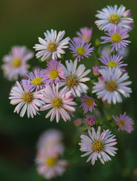 Close-up of purple flowering plants