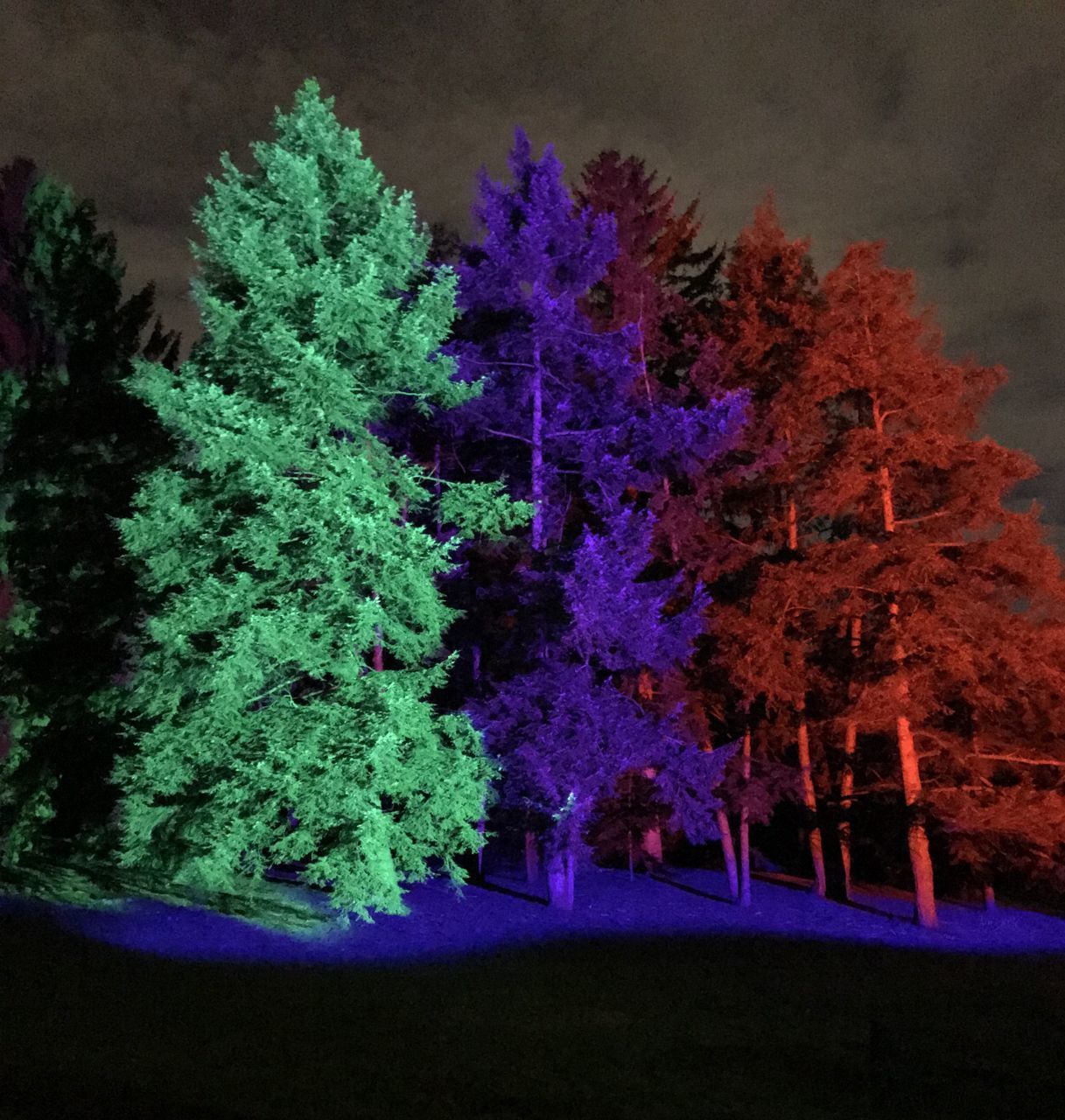 LOW ANGLE VIEW OF TREES AT NIGHT