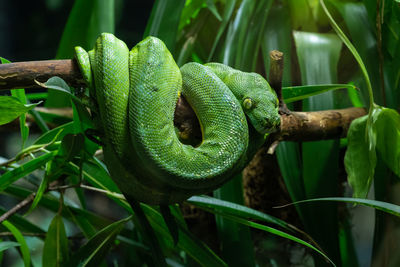 Close-up of snake on branch