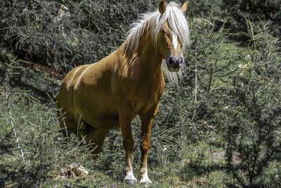 Horse standing in forest