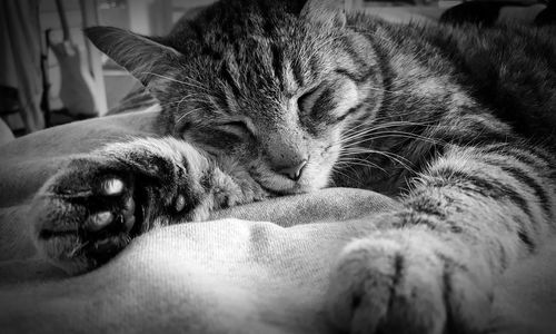 Close-up of a sleeping cat