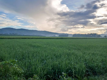 Scenic view of agricultural field against sky