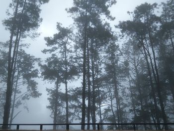 Low angle view of trees in forest against sky