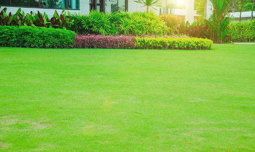 Scenic view of green grass in garden
