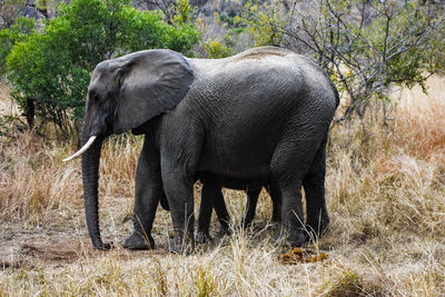 View of elephant in park