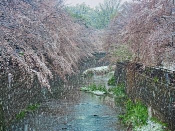 Scenic view of river flowing through forest