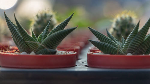 Close-up of succulent plant