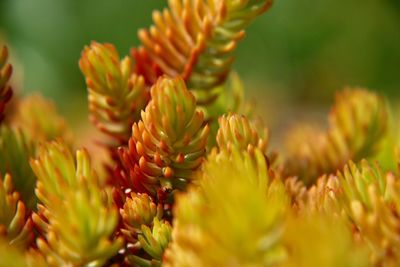 Close-up of yellow flowering plant