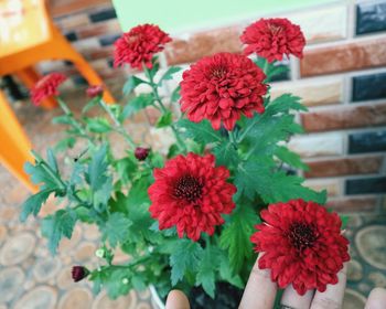 Close-up of red flowering plant