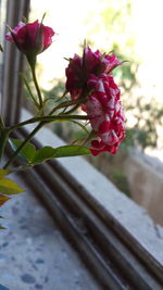 Close-up of pink flowers