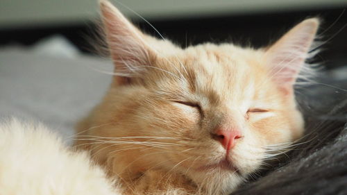 Close-up of cat sleeping