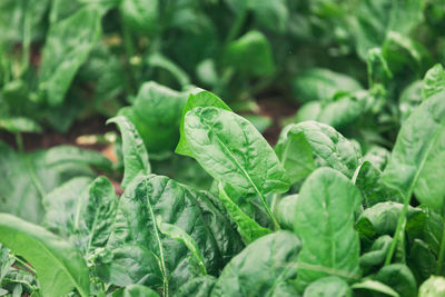 Full frame shot of spinach growing in garden