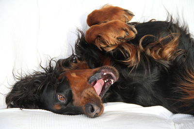 Close-up of dog on bed at home