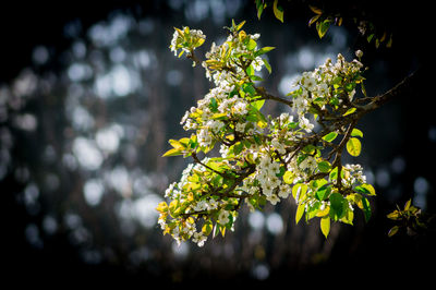 Close-up of tree branch