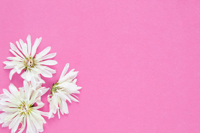 Close-up of pink flower against white background
