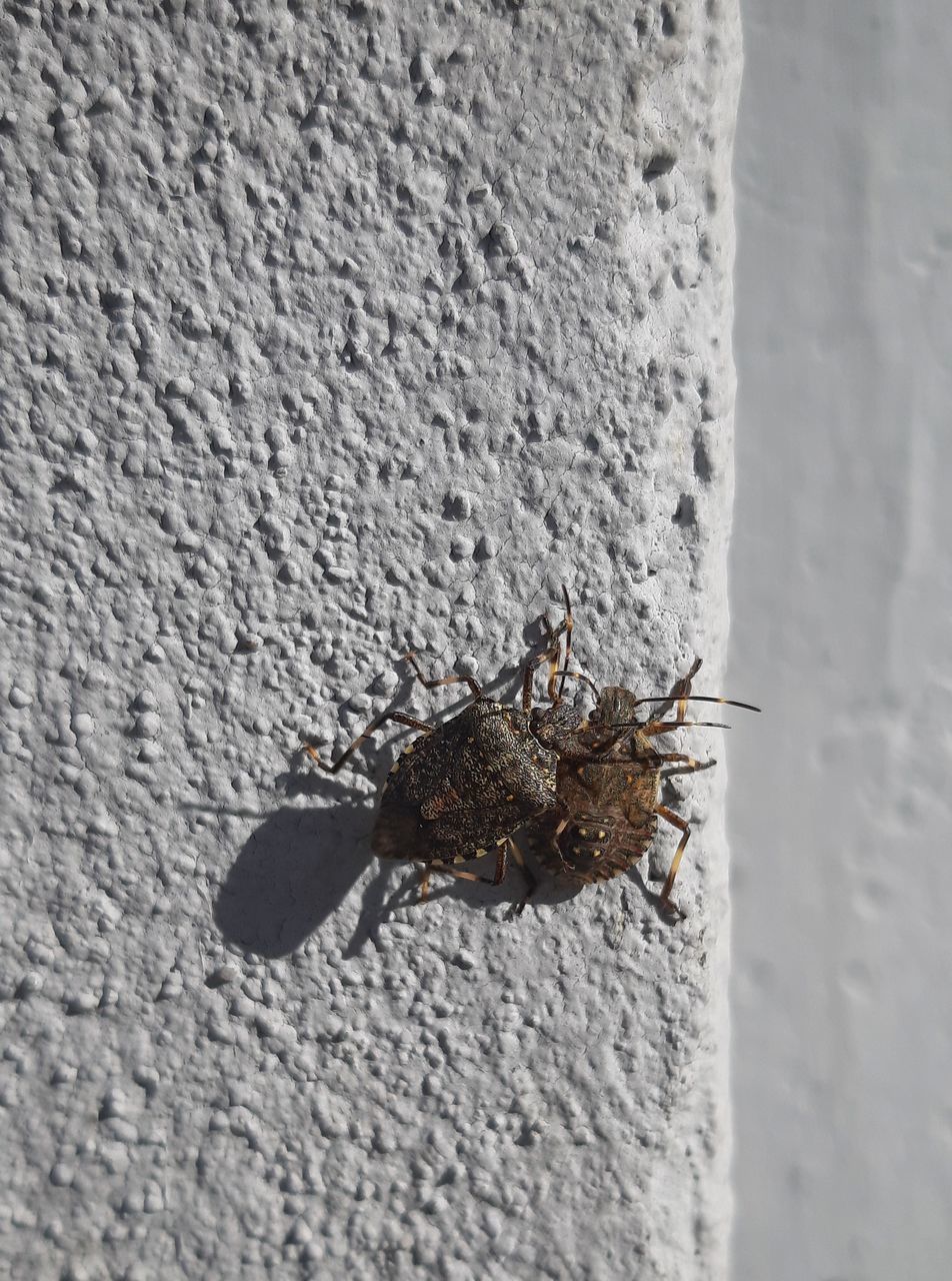 CLOSE-UP OF GRASSHOPPER ON WALL