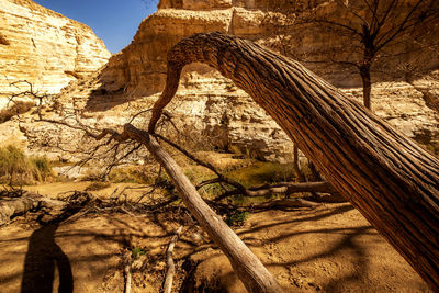 Shadow of tree on rock formation