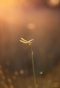 Close-up of dragonfly during golden hour