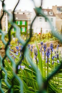 Close-up of flowers in park