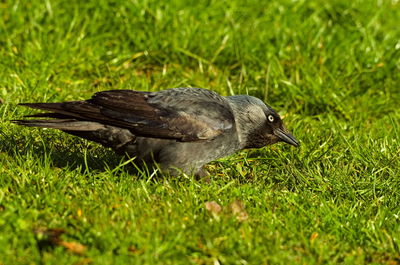 Close-up of a bird on grass