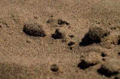 Close-up of footprints on sand