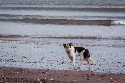 Dog standing on beach