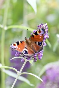 Close-up of butterfly pollinating on purple flower