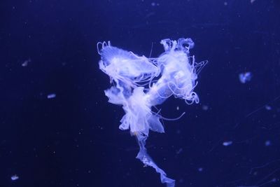 Close-up of jellyfish in sea