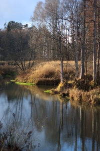 Scenic view of lake in forest