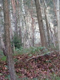 Bare trees in forest