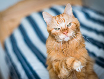 Close-up portrait of cat