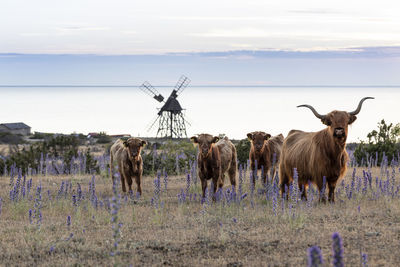 Scottish highland cows grazing at flowering meadow